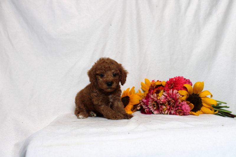 puppy, for, sale, Mini Goldendoodle F1BB, Matthew B. Stoltzfus, dog, breeder, Gap, PA, dog-breeder, puppy-for-sale, forsale, nearby, find, puppyfind, locator, puppylocator, aca